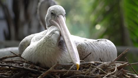 Close-up-Pink-backed-Pelican